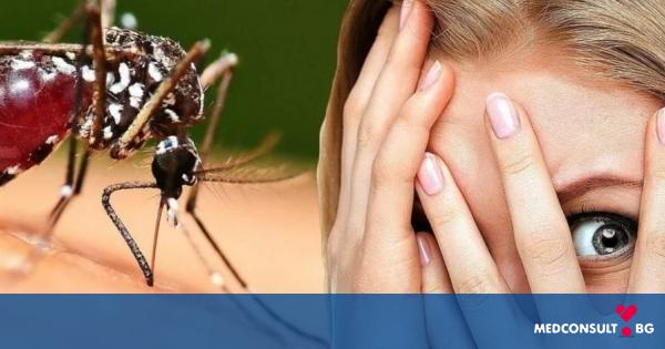 Алергия към насекоми