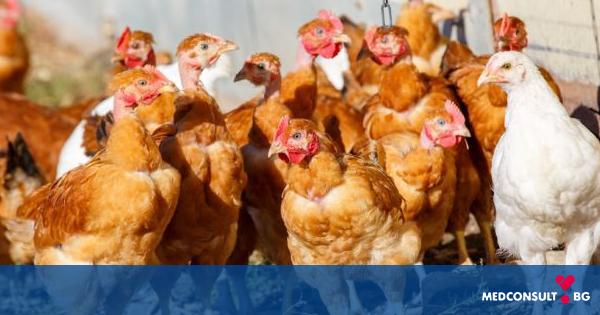 МЗ съветва да се ограничи консумацията на пилешко месо