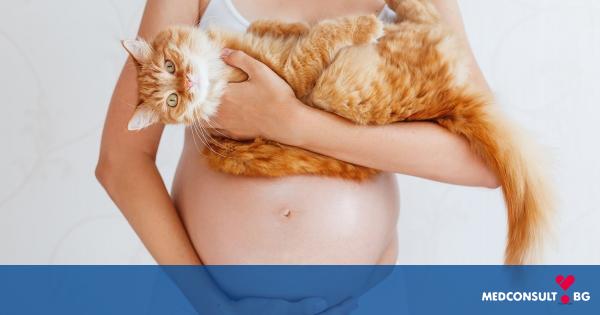 Токсоплазмоза - как се разпространява и може ли да навреди на бременните жени
