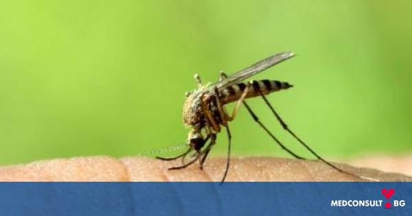 Отпускат 2 млн. лв. за пръскане срещу комари