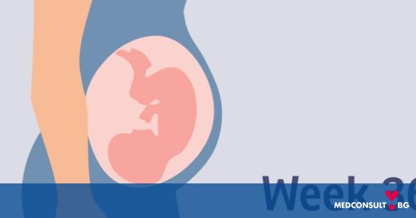 Тридесет и шеста седмица от бременността - как се чувстват мама и бебе